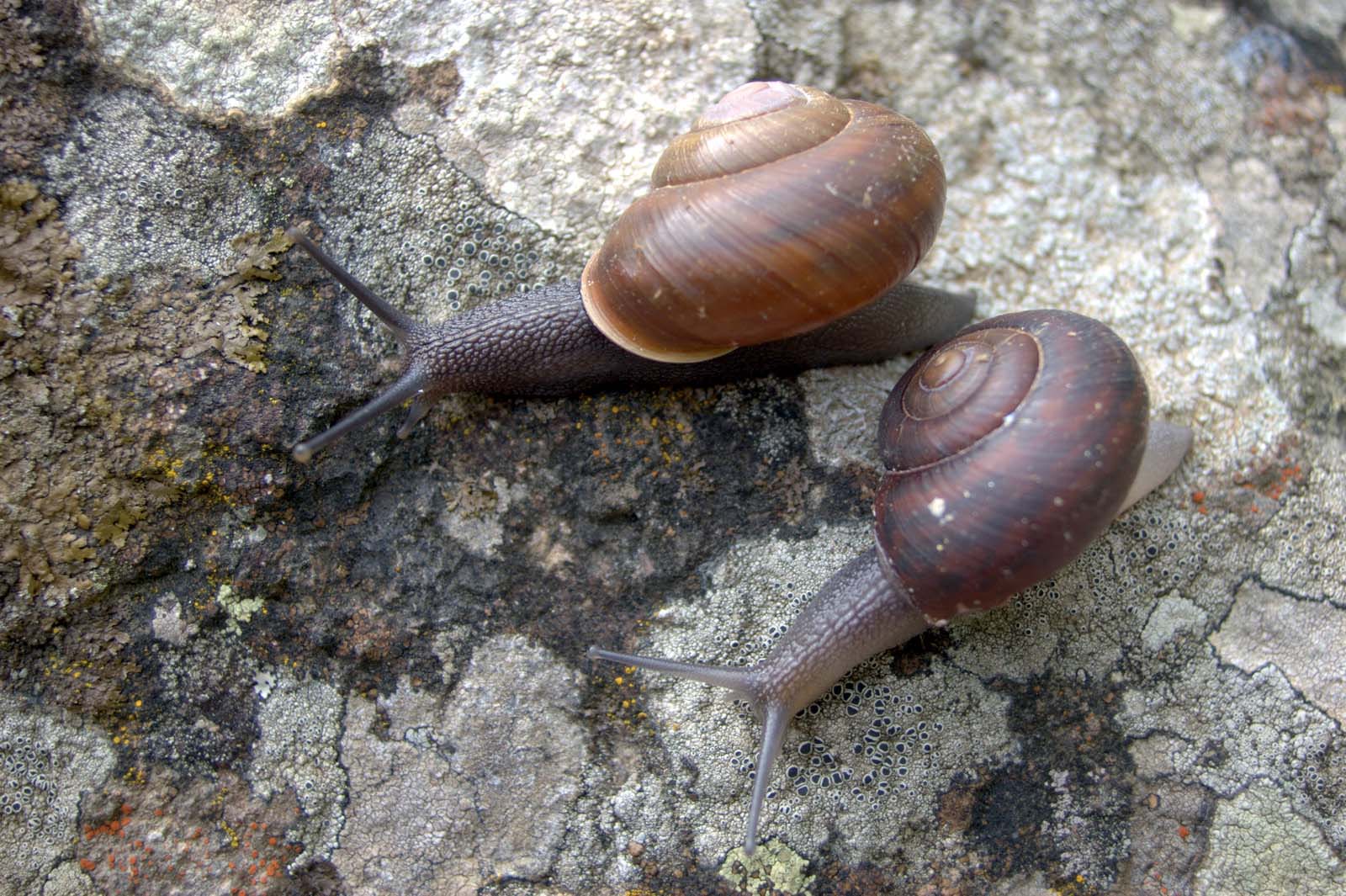 Tacheocampylaea tacheoides (Pollonera, 1909)